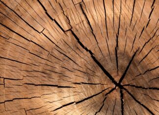 Ile kosztuje metr drewna w lesie?